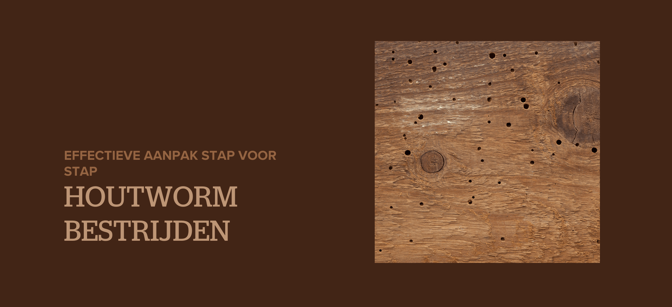 houtworm bestrijden